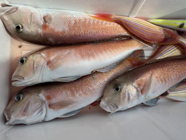 【松っちゃん丸】シロアマダイ釣り