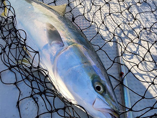 【ALMARE】釣果例