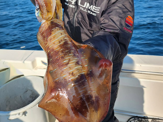 【ALMARE】釣果例