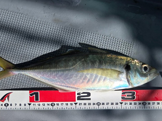 �ڤ�����դ����ե��å��󥰡ۥ������