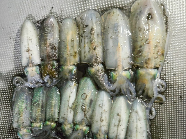 �ڤ�����դ����ե��å��󥰡ۥ����ꥤ�����