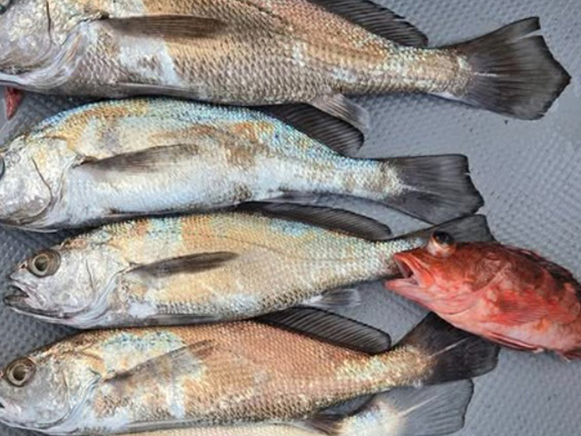 �ڤ�����դ����ե��å��󥰡ۥ����������