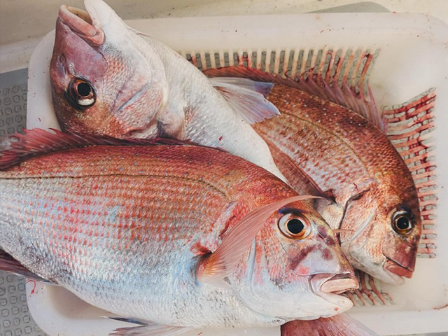 ��BLUE LANE YOKOHAMA�ۥ���������