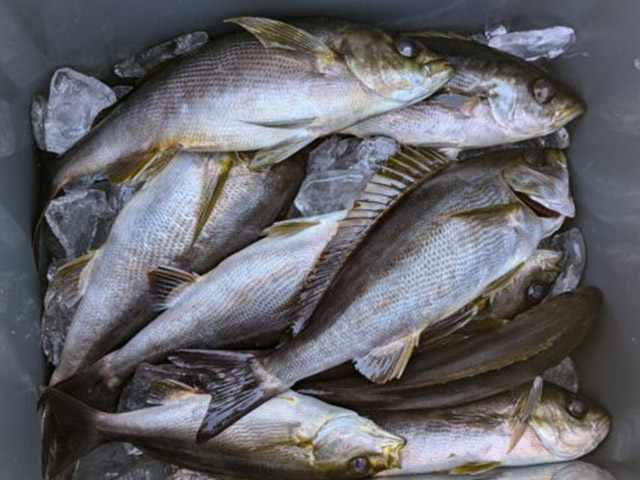 ���ٻδݡ������