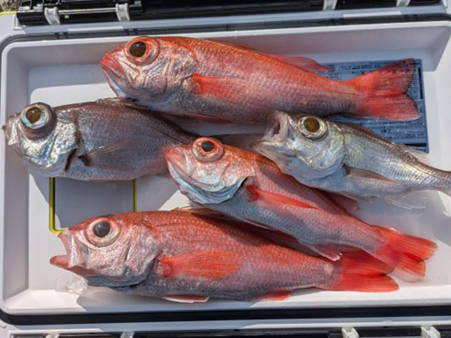 ���ٻδݡ������