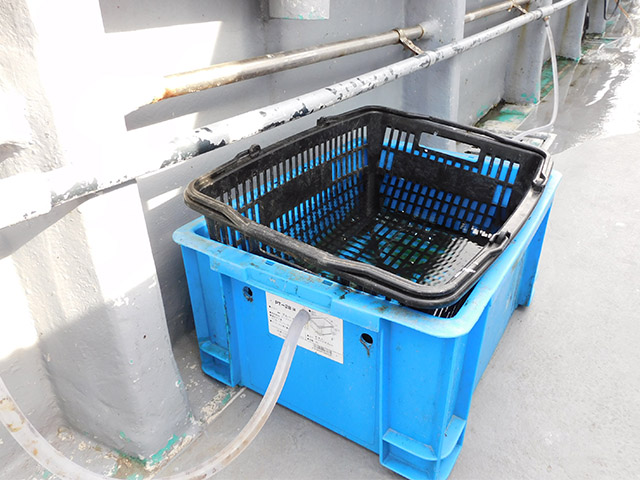 【せいゆう丸】イケス