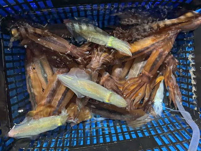 【せいゆう丸】アカイカ釣果