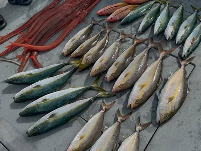 【せいゆう丸】ジギング・落とし込み