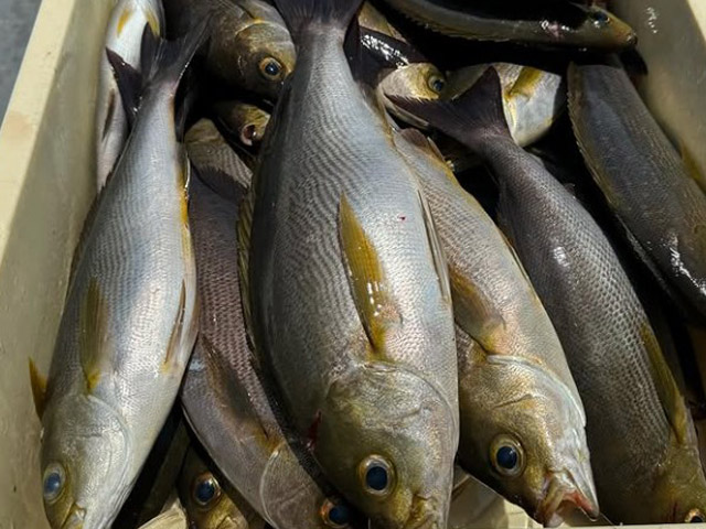 【せいゆう丸】イサキ釣果