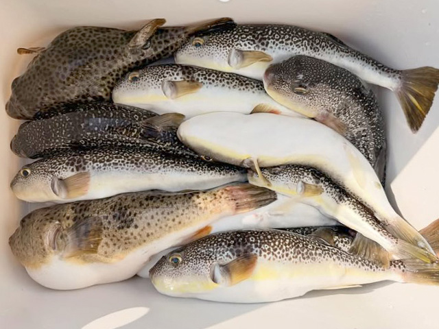 �ڳ����ݡ�