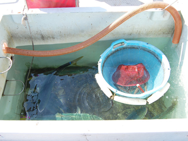 �ڥ��ӥ��ݡۥ�����