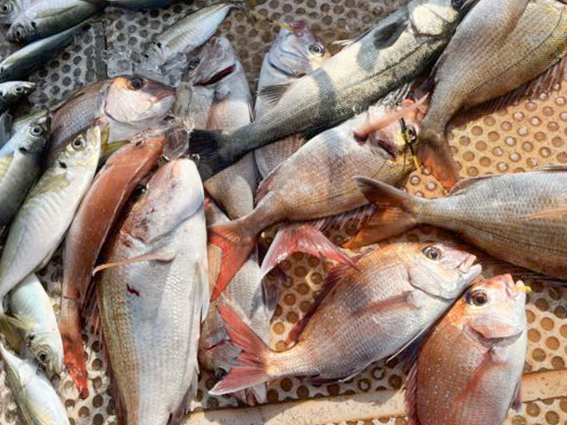 �ڥ��ӥ��ݡ������