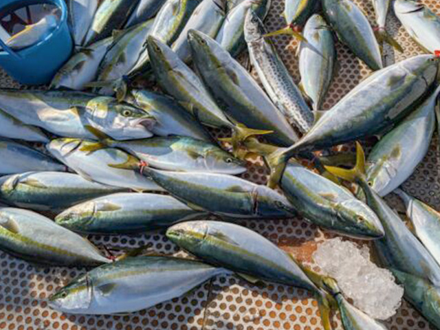 �ڥ��ӥ��ݡ������