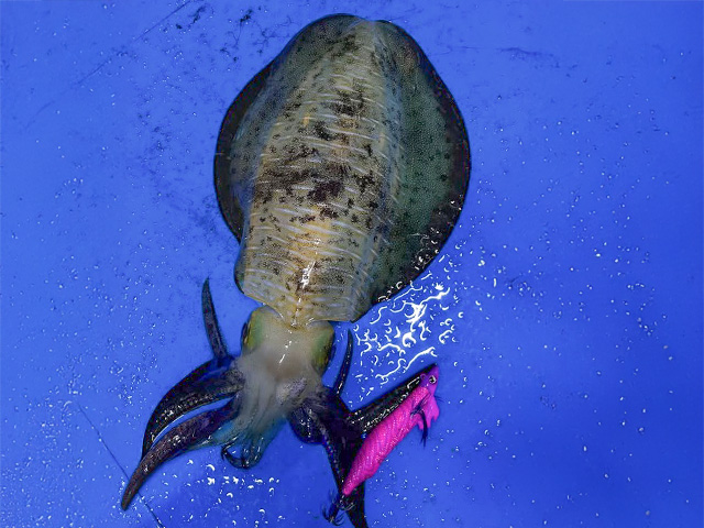 ��HIT�ۥƥ��åץ�����