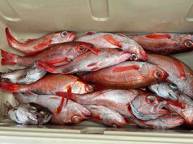 【瀬戸丸】釣果例