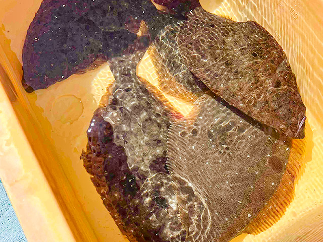 【瀬戸丸】釣果例