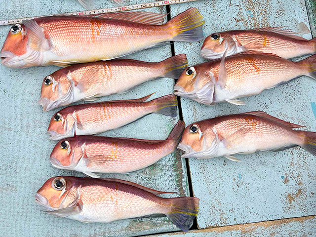 【瀬戸丸】釣果例