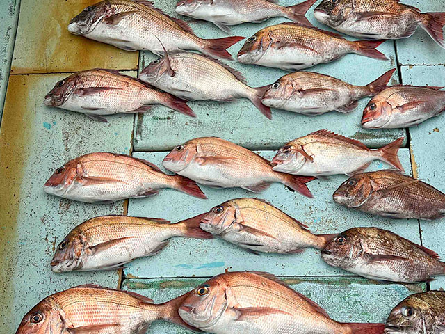 【瀬戸丸】釣果例