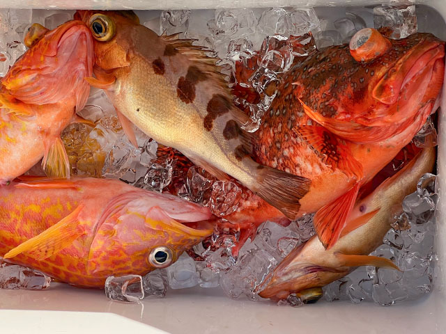 【瀬戸丸】釣果例