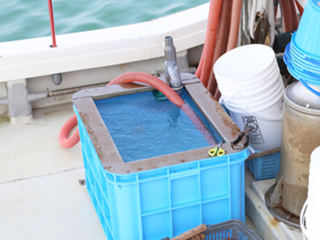 【船釣りまるかつ】イケス