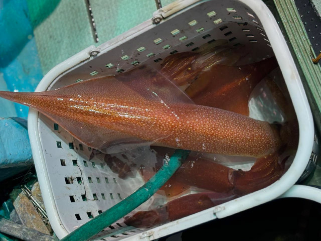 ��ŷ���ݡ������