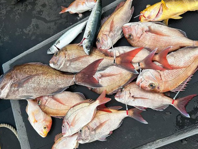 ��SEASON�������