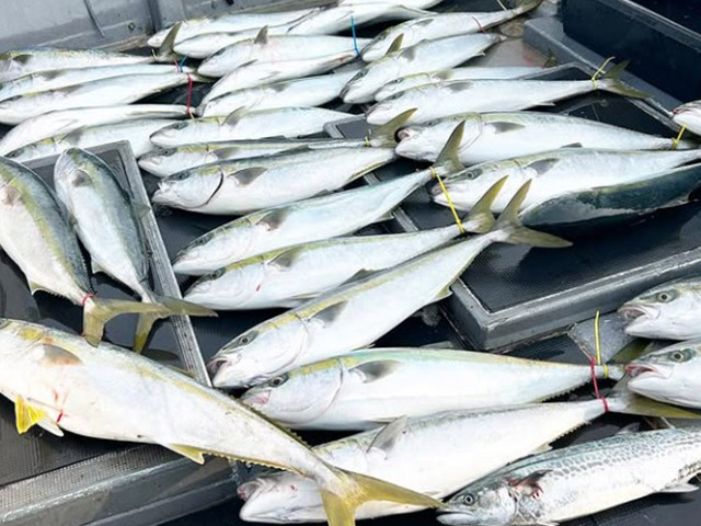 ��SEASON�������