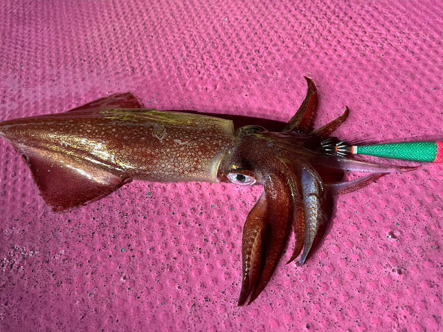 ��HUSTLA�ۥ����᥿������