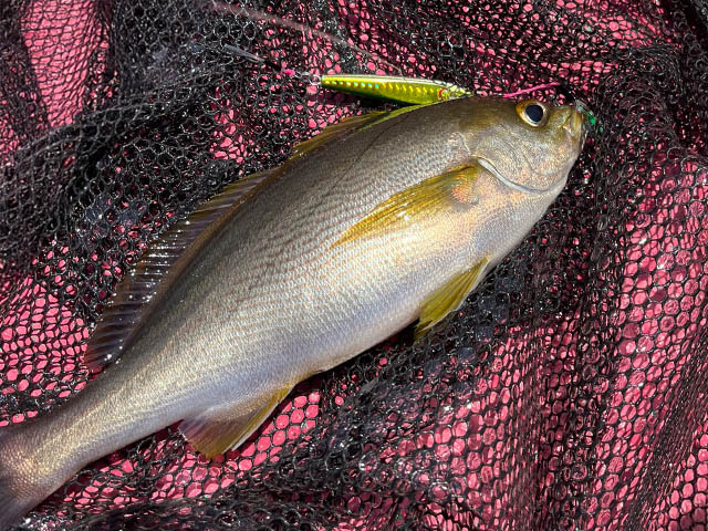 ��HUSTLA��SLJ�����