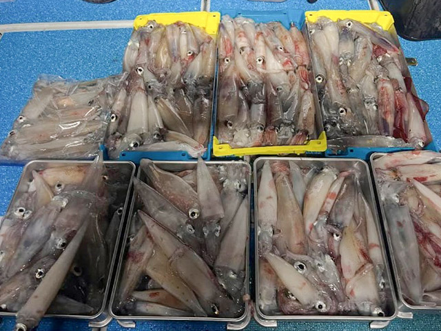 【遊漁船TRIDENTfisherman】釣果例