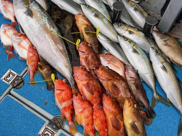 【遊漁船TRIDENTfisherman】釣果例