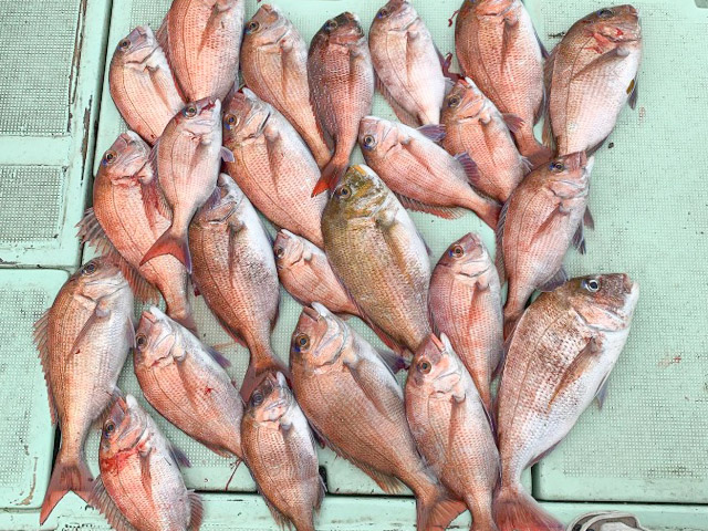 【清海丸】釣果例