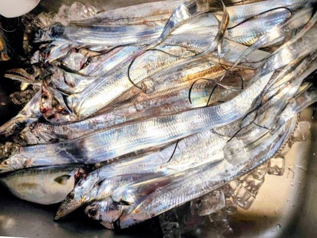 【船釣り銀舞】