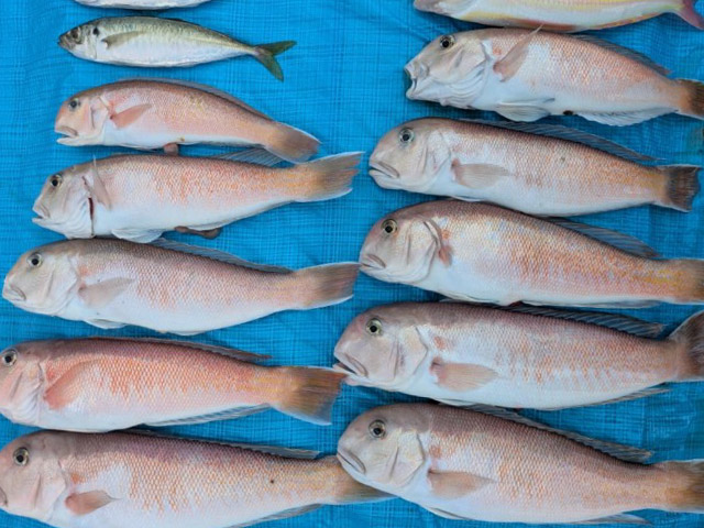 【船釣り銀舞】