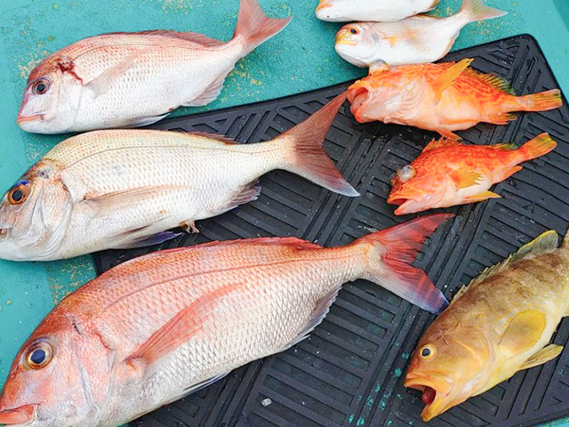 【壽丸】釣果例